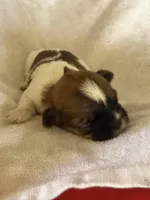 Yellow boy, a male Shih Tzu for sale in Centuria, WI – Photo 2 of 4