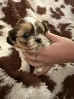 Yellow boy, a male Shih Tzu for sale in Centuria, WI – Photo 1 of 4