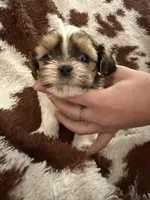 Yellow boy, a male Shih Tzu for sale in Centuria, WI – Photo 3 of 4