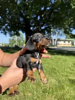 Gunner, a male Miniature Dachshund for sale in Centuria, WI – 3 of 5