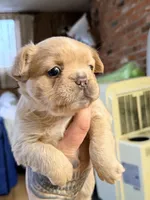 Pibbles, a female French Bulldog for sale in Centuria, WI – Photo 3 of 8