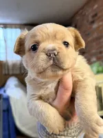 Pibbles, a female French Bulldog for sale in Centuria, WI – Photo 2 of 8