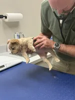 Pibbles, a female French Bulldog for sale in Centuria, WI – Photo 8 of 8