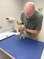 Pibbles, a female French Bulldog for sale in Centuria, WI – Photo 1 of 8