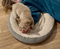 Pibbles, a female French Bulldog for sale in Centuria, WI – Photo 6 of 8