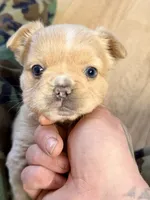 Pibbles, a female French Bulldog for sale in Centuria, WI – Photo 5 of 8