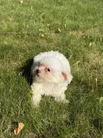 Gabbie, a female Maltese for sale in Centuria, WI – 5 of 6
