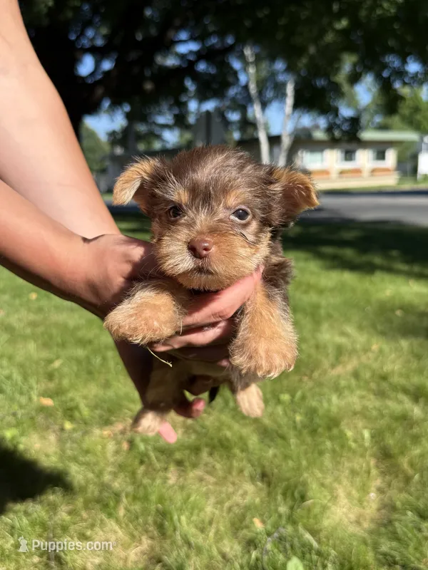 Betty – Yorkshire Terrier puppy for sale in Centuria, WI