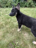 Roxy, a female German Shepherd Dog for sale in Centuria, WI – 3 of 4