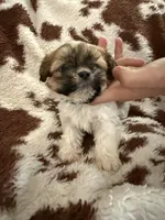 Green boy, a male Shih Tzu for sale in Centuria, WI – Photo 2 of 4