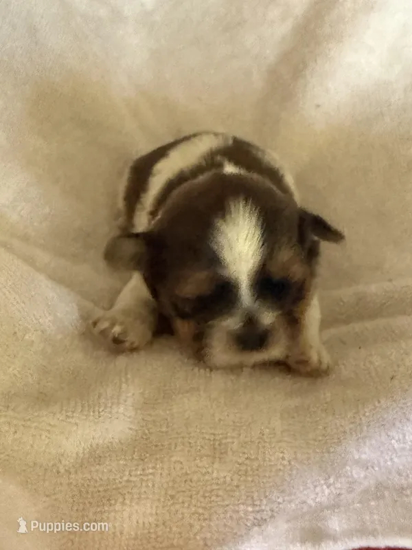 Spider – Shih Tzu puppy for sale in Centuria, WI