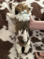 Green boy, a male Shih Tzu for sale in Centuria, WI – Photo 4 of 4