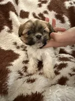 Green boy, a male Shih Tzu for sale in Centuria, WI – Photo 1 of 4