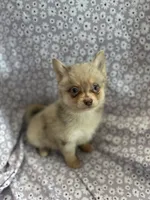 Pumba, a male Pomsky for sale in Centuria, WI – Photo 2 of 3