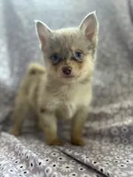 Pumba, a male Pomsky for sale in Centuria, WI – Photo 3 of 3