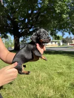 Georgia , a female Miniature Dachshund for sale in Centuria, WI – 3 of 4