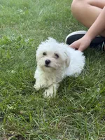 Gale, a female Maltese for sale in Centuria, WI – 3 of 5