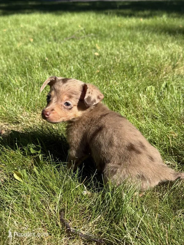 Nova – Dachshund, Pomeranian puppy for sale in Centuria, WI