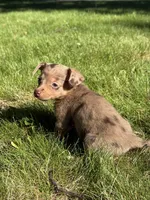 Nova, a female Dachshund and Pomeranian for sale in Centuria, WI – 1 of 5