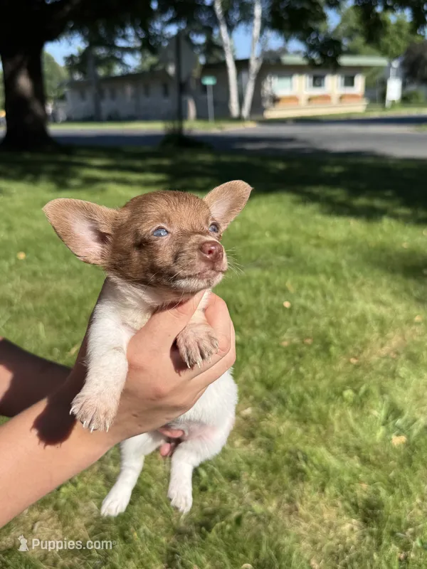 Courage – Dachshund, Pomeranian puppy for sale in Centuria, WI