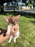Courage, a female Dachshund and Pomeranian for sale in Centuria, WI – 1 of 9