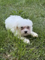 Gabbie, a female Maltese for sale in Centuria, WI – 2 of 6