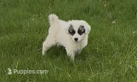 Male  – Anatolian Shepherd Dog, Great Pyrenees puppy for sale in Centuria, WI