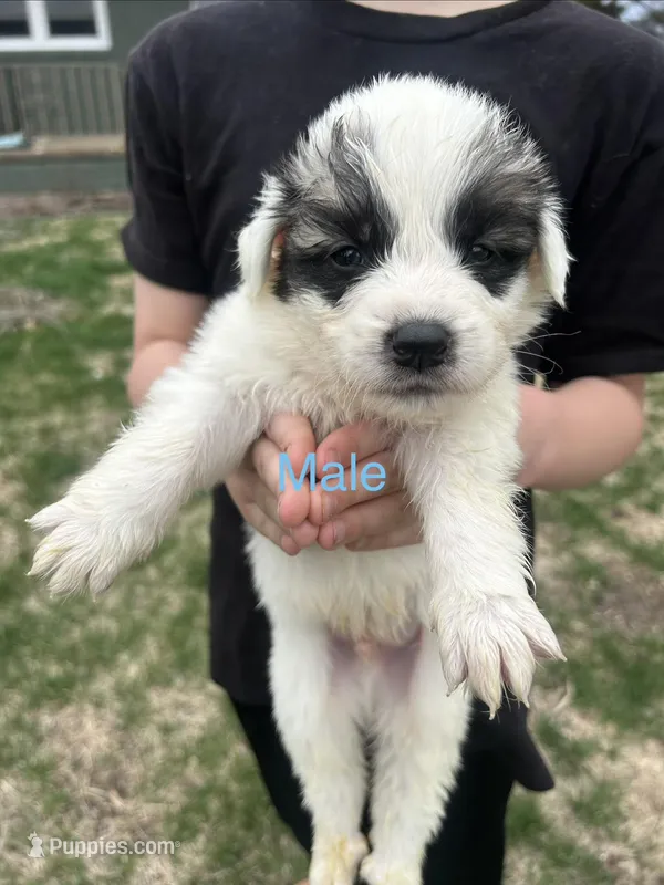 Male  – Anatolian Shepherd Dog, Great Pyrenees puppy for sale in Centuria, WI