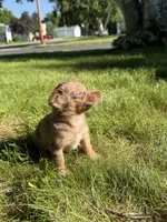 Nova, a female Dachshund and Pomeranian for sale in Centuria, WI – 4 of 5