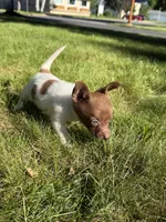 Courage, a female Dachshund and Pomeranian for sale in Centuria, WI – 5 of 9