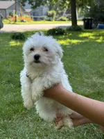 Gale, a female Maltese for sale in Centuria, WI – 2 of 5