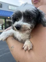 Havanese, a female Havanese for sale in Centuria, WI – Photo 4 of 4