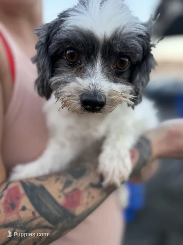 Havanese – Havanese puppy for sale in Centuria, WI