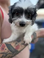 Havanese, a female Havanese for sale in Centuria, WI – Photo 1 of 4