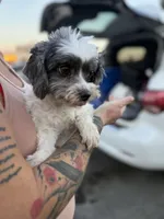 Havanese, a female Havanese for sale in Centuria, WI – Photo 3 of 4