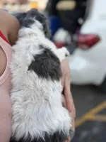 Havanese, a female Havanese for sale in Centuria, WI – Photo 2 of 4