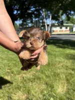 Betty, a female Yorkshire Terrier for sale in Centuria, WI – 2 of 6