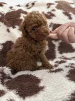Lil Red, a male Poodle - Toy  for sale in Centuria, WI – Photo 1 of 10