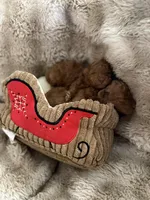 Lil Red, a male Poodle - Toy  for sale in Centuria, WI – Photo 6 of 10