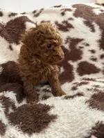 Lil Red, a male Poodle - Toy  for sale in Centuria, WI – Photo 4 of 10