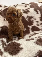 Lil Red, a male Poodle - Toy  for sale in Centuria, WI – Photo 10 of 10