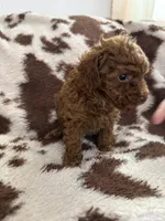 Lil Red, a male Poodle - Toy  for sale in Centuria, WI – Photo 3 of 10