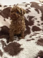 Lil Red, a male Poodle - Toy  for sale in Centuria, WI – Photo 9 of 10