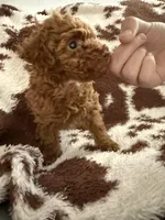 Lil Red, a male Poodle - Toy  for sale in Centuria, WI – Photo 7 of 10