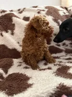 Lil Red, a male Poodle - Toy  for sale in Centuria, WI – Photo 8 of 10