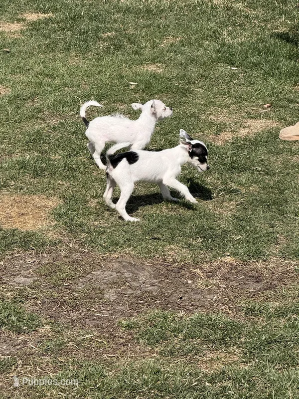 Wire hair chihuahua  – Chihuahua puppy for sale in Centuria, WI