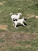 Wire hair chihuahua , a female Chihuahua for sale in Centuria, WI – Photo 1 of 10
