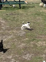 Wire hair chihuahua , a female Chihuahua for sale in Centuria, WI – Photo 6 of 10