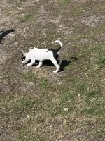 Wire hair chihuahua , a female Chihuahua for sale in Centuria, WI – Photo 5 of 10