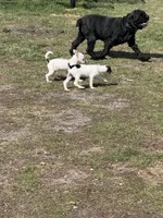 Wire hair chihuahua , a female Chihuahua for sale in Centuria, WI – Photo 7 of 10